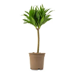 Dracaena Fragrans Compacta - Single Stem -Greencore Store Dracaena fragrans Compacta Single Stem 17x65cm