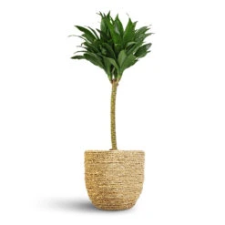 Dracaena Fragrans Compacta - Single Stem -Greencore Store Dracaena fragrans Compacta Single Stem 17x65cm Cody Plant Pot Straw Grass 22x20cm