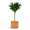 Dracaena Fragrans Compacta - Single Stem 2 Dracaena Fragrans Compacta - Single Stem -Greencore Store Dracaena fragrans Compacta Single Stem 17x65cm Hadleigh Plant Pot Amber 20x17.5cm
