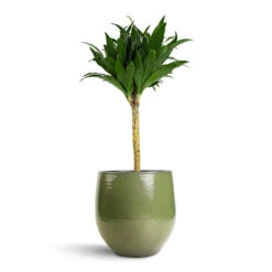Dracaena Fragrans Compacta - Single Stem -Greencore Store Dracaena fragrans Compacta Single Stem 17x65cm Zembla Plant Pot Green 22x20cm
