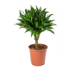 Dracaena Fragrans Compacta - Single Stem -Greencore Store Dracaena fragrans Compacta Single Stem