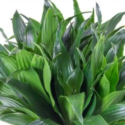 Dracaena Compacta - Multi Stem - HydroCare -Greencore Store Dracaena fragrans Compacta Single Stem Leaves 86c2a4e7 7a62 4ef5 ad33 214cb4ee418e