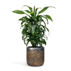 Luxe Lite Layer Cylinder Planter - Bronze 14 Luxe Lite Layer Cylinder Planter - Bronze -Greencore Store Dracaena fragrans Dorado Branched 21x70cm Plant Pot Luxe Lite Layer Cylinder Planter Bronze 28x27cm c10bfa08 676c 4c1e 84a9 2ae97ee76ed3
