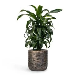 Luxe Lite Wrinkle Cylinder Planter - Bronze -Greencore Store Dracaena fragrans Dorado Branched 21x70cm Plant Pot Luxe Lite Wrinkle Cylinder Planter Bronze 28x27cm 5ba1482f 8042 4cfd a7d0 974123cf5037