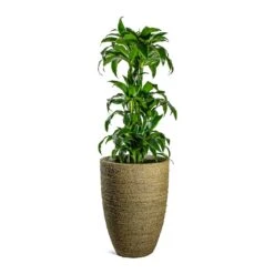 Ben Plant Pot - Straw Grass -Greencore Store Dracaena fragrans Dorado Branched Ben Plant Pot Straw Grass 41fd72bd fecb 4792 984f 971c4e8cc9c3