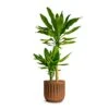 Dracaena Fragrans Golden Coast - Multi Stem -Greencore Store Dracaena fragrans Gold Coast Multi Stem 19x100cm Houseplant Plant Pot Duncan Rust 14x13cm c34d9826 1b16 48a0 87ba e44beb98e4c5
