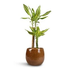 Dracaena Fragrans Golden Coast - Multi Stem 22 Dracaena Fragrans Golden Coast - Multi Stem -Greencore Store Dracaena fragrans Golden Coast 2Stem 17x80cm Mischa Plant Pot Caramel 24x22cm