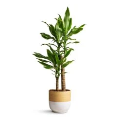 Dracaena Fragrans Golden Coast - Multi Stem 16 Dracaena Fragrans Golden Coast - Multi Stem -Greencore Store Dracaena fragrans Golden Coast Multi Stem 17x70cm Bamboo Plant Pot White 19x19cm