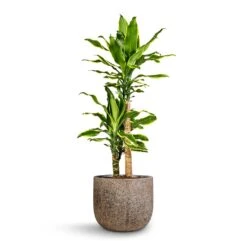 Dracaena Fragrans Golden Coast - Multi Stem 17 Dracaena Fragrans Golden Coast - Multi Stem -Greencore Store Dracaena fragrans Golden Coast Multi Stem 17x70cm 2 stems Cody Cement Stone Plant Pot Granite Grey