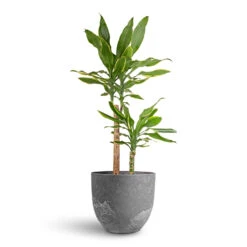 Dracaena Fragrans Golden Coast - Multi Stem 18 Dracaena Fragrans Golden Coast - Multi Stem -Greencore Store Dracaena fragrans Golden Coast Multi Stem 17x70cm 2 stems Bola Artstone Plant Pot Grey 28x24cm d9e487f5 5dcf 4a4d 856d 8a4cfe78f51b
