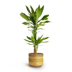 Dracaena Fragrans Golden Coast - Multi Stem 21 Dracaena Fragrans Golden Coast - Multi Stem -Greencore Store Dracaena fragrans Golden Coast Multi Stem 17x80cm 2stems Jane Plant Baskets Set5 Jungle b6fd3bbc 2ee0 4004 9468 ef0c018b093f