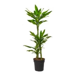 Dracaena Fragrans Golden Coast - Multi Stem 20 Dracaena Fragrans Golden Coast - Multi Stem -Greencore Store Dracaena fragrans Golden Coast Multi Stem