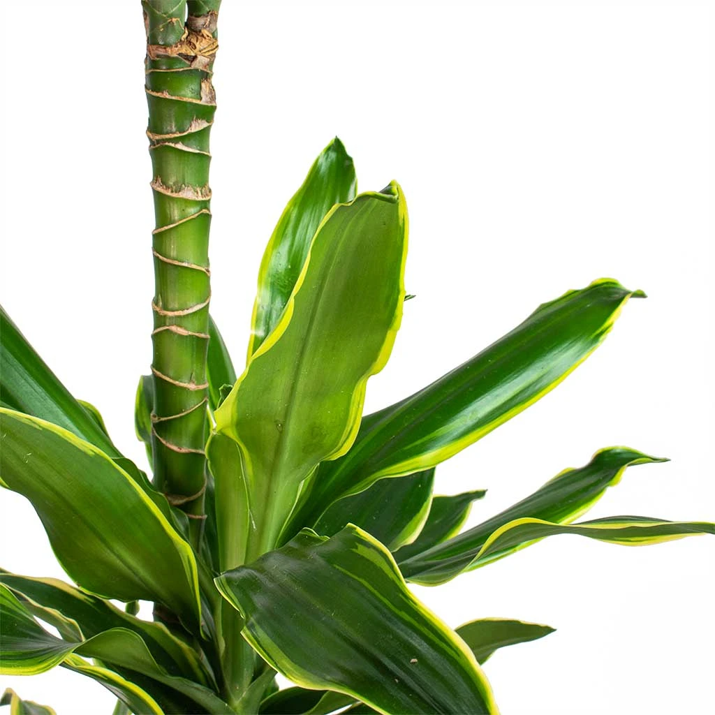 Dracaena Fragrans Golden Coast - Multi Stem 4 Dracaena Fragrans Golden Coast - Multi Stem - Image 2