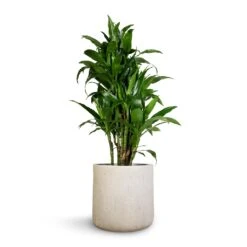 Raindrop Round Planter - Stone 20 Raindrop Round Planter - Stone -Greencore Store Dracaena fragrans Janet Craig Branched 27x130cm Raindrop Round Planter Stone 34x32cm 1 f489cb98 6383 4015 bb0e bfd28300c4a8