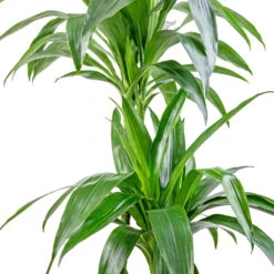 Dracaena Fragrans Janet Craig - Multi Stem -Greencore Store Dracaena fragrans Janet Craig Multi Stem 24x135cm DETAIL