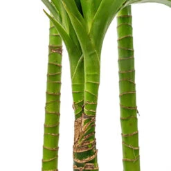 Dracaena Fragrans Janet Craig - Multi Stem -Greencore Store Dracaena fragrans Janet Craig Multi Stem 24x135cm DETAIL 3