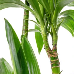 Greencore Store -Greencore Store Dracaena fragrans Janet Craig Multi Stem 24x135cm DETAIL 4