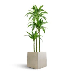 Dracaena Fragrans Janet Craig - Multi Stem -Greencore Store Dracaena fragrans Janet Craig Multi Stem 24x135cm 3 stems Grigio Cube Planter Antique White Concrete 30x30x30cm
