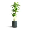 Dracaena Fragrans Janet Craig - Multi Stem -Greencore Store Dracaena fragrans Janet Craig Multi Stem 24x135cm 3 stems Max Refined Planter Pine Green 29x29.5cm