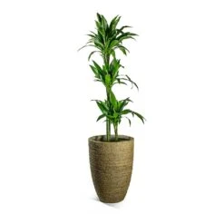 Dracaena Fragrans Janet Craig - Multi Stem -Greencore Store Dracaena fragrans Janet Craig Multi Stem Ben Plant Pot Straw Grass