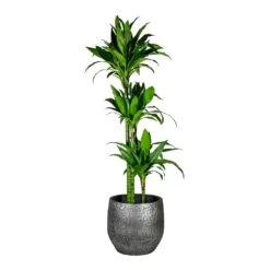 Dracaena Fragrans Janet Craig - Multi Stem -Greencore Store Dracaena fragrans Janet Craig Multi Stem Evi Plant Pot Midnight Black 35cm