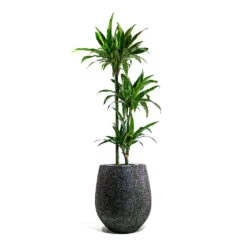 Opus Hit Darcy Planter - Silver -Greencore Store Dracaena fragrans Janet Craig Multi Stem Opus Hit Darcy Planter Silver