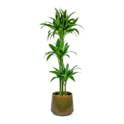 Dracaena Fragrans Janet Craig - Multi Stem -Greencore Store Dracaena fragrans Janet Craig Multi Stem joah oasis 33cm plant pot studio