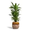 Dracaena Fragrans Janet Lind - Branched -Greencore Store Dracaena fragrans Janet Lind Branched 24x95cm Lindy Plant Pot Ochre 30x25cm
