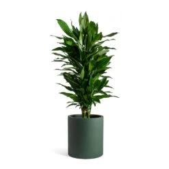 Max Refined Planter - Pine Green 27 Max Refined Planter - Pine Green -Greencore Store Dracaena fragrans Janet Lind Max Refined Planter Pine Green