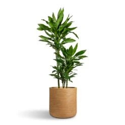 Dune Cylinder Planter - Almond 15 Dune Cylinder Planter - Almond -Greencore Store Dracaena fragrans Janet Lind Multi Stem 21x110cm 3 stems Dune Cylinder Planter Almond 38x37cm