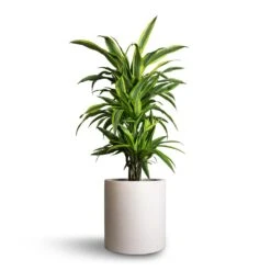 Max Refined Planter - Natural White 20 Max Refined Planter - Natural White -Greencore Store Dracaena fragrans Lemon Lime Branched 21x70cm Max Refined Planter Natural White 29x29.5cm e3b1c807 5a5b 4e62 8c50 43b66461678b