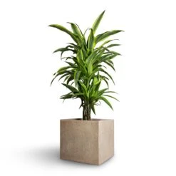 Raindrop Cube Planter - Stone -Greencore Store Dracaena fragrans Lemon Lime Branched 21x70cm Raindrop Cube Planter Stone 30x30x27cm ae9dd8c7 c891 481d 8ac5 b1364706eab5