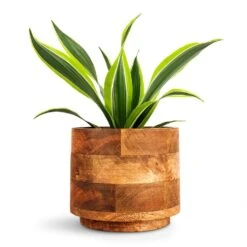 Helle Plant Pot - Natural -Greencore Store Dracaena fragrans Lemon Lime Head 12x35cm Helle Plant Pot Natural 16x14cm 156d1ab4 501d 4ae7 9ac4 79ed5b62c4d9