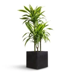 Grigio Cube Planter - Anthracite Concrete -Greencore Store Dracaena fragrans Lemon Lime Multi Stem 21x100cm 3 stems Grigio Cube Planter Anthracite Concrete 30x30x30cm