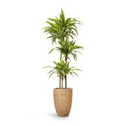 Ben Plant Pot - Straw Grass -Greencore Store Dracaena fragrans Lemon Lime Multi Stem 24x140cm 3stems Ben Plant Pot Straw Grass 30x41cm