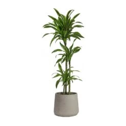 Patt Plant Pot - Grey Washed -Greencore Store Dracaena fragrans Lemon Lime Multi Stem Patt Plant Pot Grey Washed 5fb8f3d1 7454 44c1 b445 7bb9138f2993