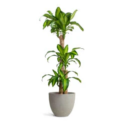 Mini Jesslyn Plant Pot - Grey Washed -Greencore Store Dracaena fragrans Massangeana Multi Stem Mini Jesslyn Plant Pot Grey Washed
