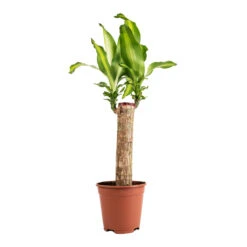 Dracaena Fragrans Massangeana - Single Stem -Greencore Store Dracaena fragrans Massangeana Single Stem 14x65cm