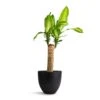 Dracaena Fragrans Massangeana - Single Stem -Greencore Store Dracaena fragrans Massangeana Single Stem 14x65cm Coral Refined Planter Volcano Black 18x15cm