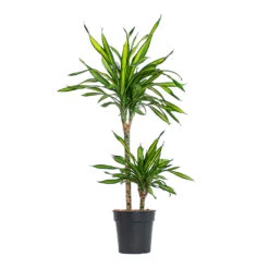 Dracaena Fragrans Riki - Multi Stem -Greencore Store Dracaena fragrans Riki Multi Stem 19cm