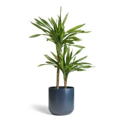 Dracaena Fragrans Riki - Multi Stem -Greencore Store Dracaena fragrans Riki Multi Stem 19x85cm 2 stems Lisbon Plant Pot Navy 24x24cm