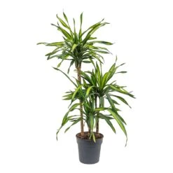 Dracaena Fragrans Riki - Multi Stem -Greencore Store Dracaena fragrans Riki Multi Stem 21cm