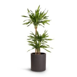 Max Refined Planter - Volcano Black -Greencore Store Dracaena fragrans Riki Multi Stem 21x100cm 3stems Max Refined Planter Volcano Black 29x29.5cm