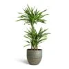 Dracaena Fragrans Riki - Multi Stem 1 Dracaena Fragrans Riki - Multi Stem -Greencore Store Dracaena fragrans Riki Multi Stem 21x100cm 3 stems Rinca Plant Pot Shiny Green 29x26cm