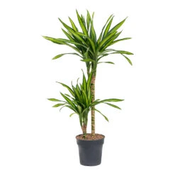 Dracaena Fragrans Riki - Multi Stem -Greencore Store Dracaena fragrans Riki Multi Stem