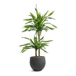 Mini Orb Kevan Plant Pot - Black Washed 26 Mini Orb Kevan Plant Pot - Black Washed -Greencore Store Dracaena fragrans Riki Multi Stem Mini Orb Kevan Plant Pot Black Washed 0db091ea c26e 4629 9fec 3ecb01bfb139