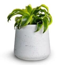 Patt Plant Pot - White Washed -Greencore Store Dracaena fragrans Tornado Head 12x25cm Patt Plant Pot White Washed 16x14cmcopy