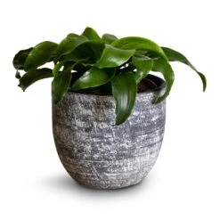 Dracaena Fragrans Twister - Head -Greencore Store Dracaena fragrans Twister Head 12x25cm Cas Plant Pot Anthracite 15x13cm