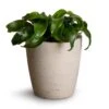 Dracaena Fragrans Twister - Head 2 Dracaena Fragrans Twister - Head -Greencore Store Dracaena fragrans Twister Head 12x25cm Gerben Plant Pot Grey Washed 15x16cm