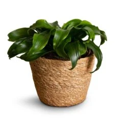 Dracaena Fragrans Twister - Head -Greencore Store Dracaena fragrans Twister Head 12x25cm Igmar Plant Basket Natural 15x12cm